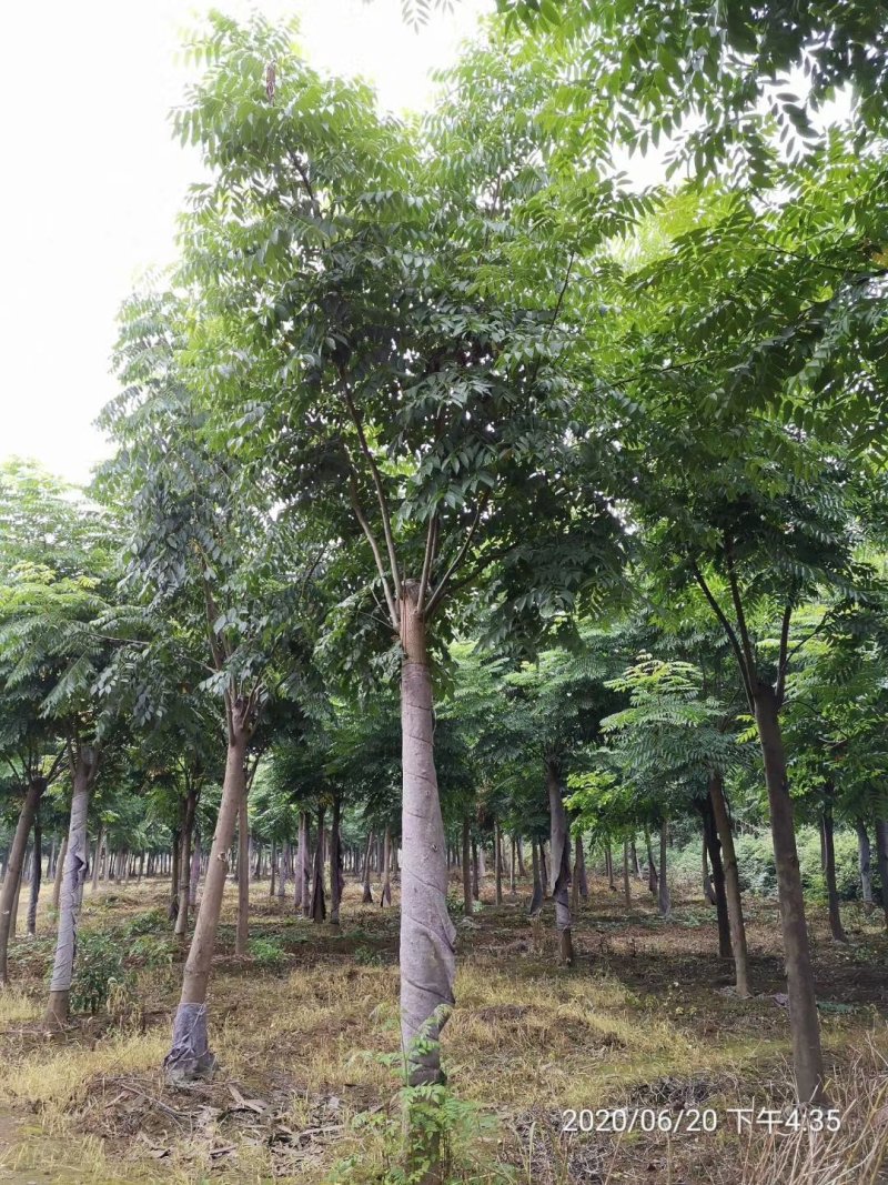 黄山栾树15-20公分自家苗圃基地直供移植发帽