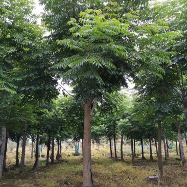 黄山栾树15-20公分自家苗圃基地直供移植发帽