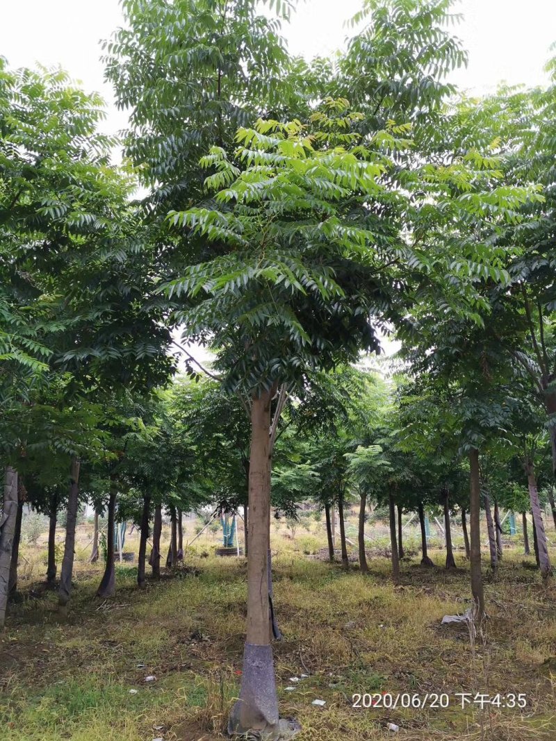 黄山栾树15-20公分自家苗圃基地直供移植发帽