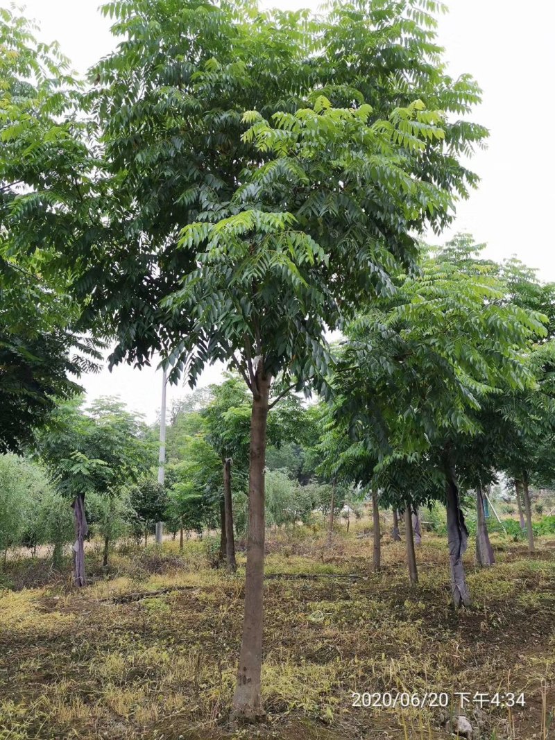 黄山栾树15-20公分自家苗圃基地直供移植发帽