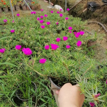 基地直销太阳花太阳花国庆开花太阳花一手货源