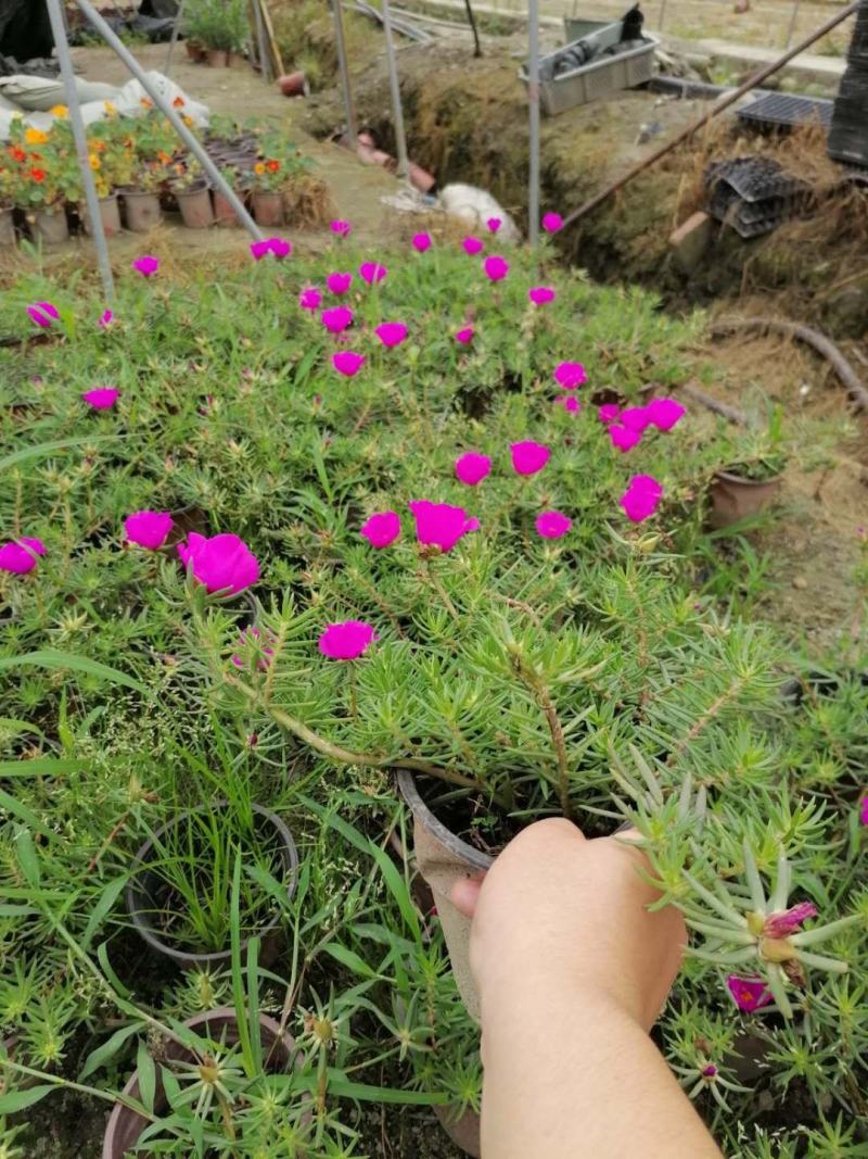 基地直销太阳花太阳花国庆开花太阳花一手货源