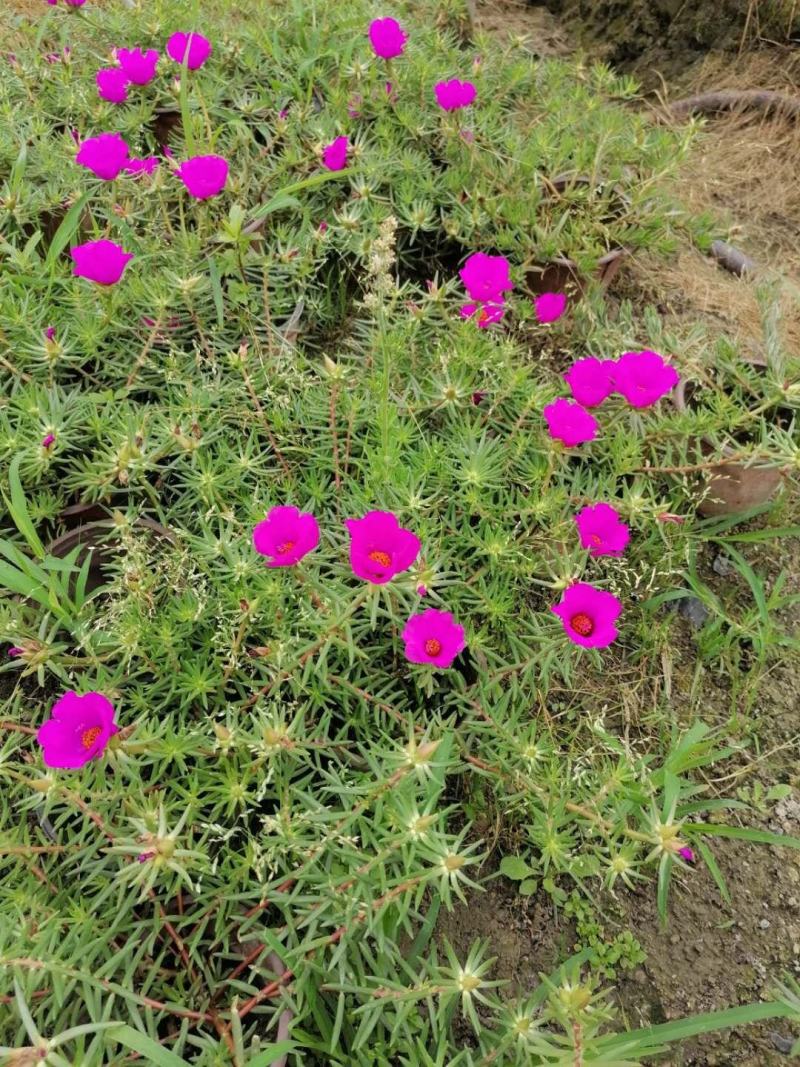 基地直销太阳花太阳花国庆开花太阳花一手货源