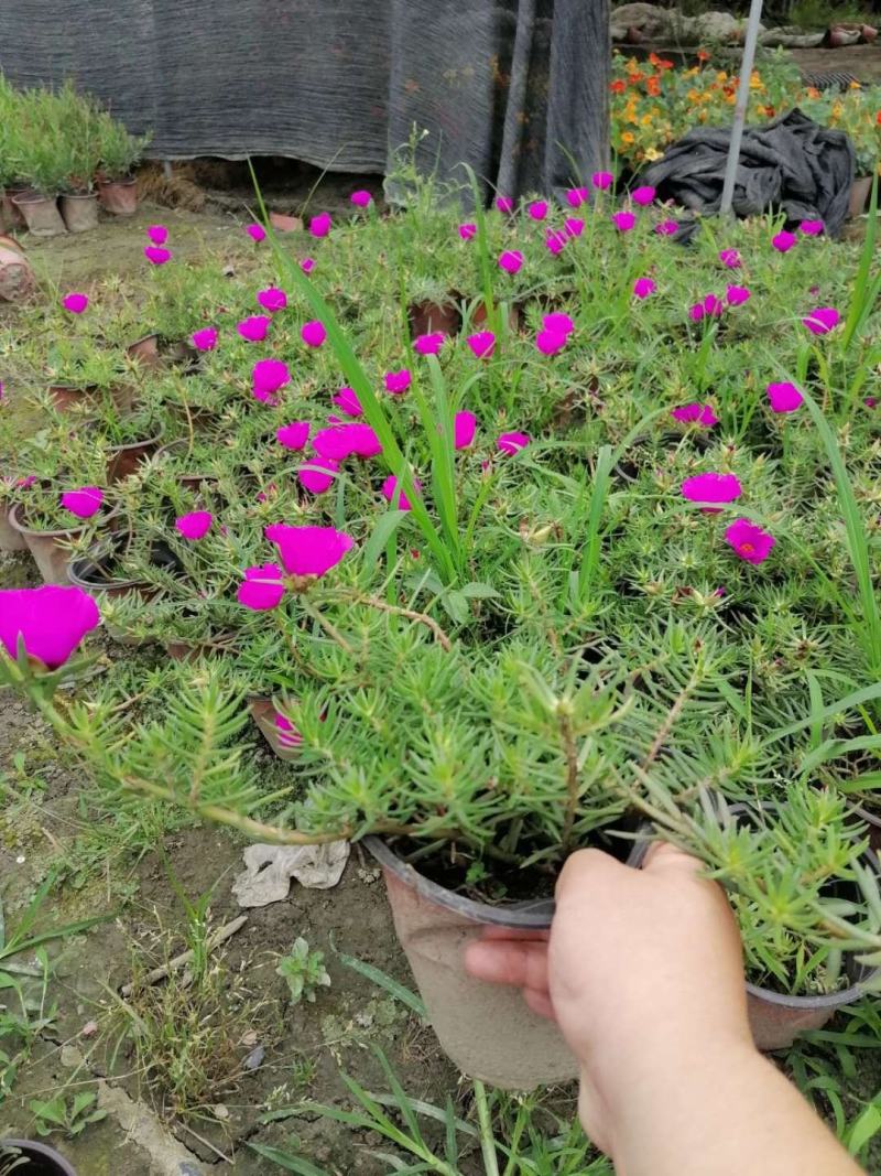 基地直销太阳花太阳花国庆开花太阳花一手货源