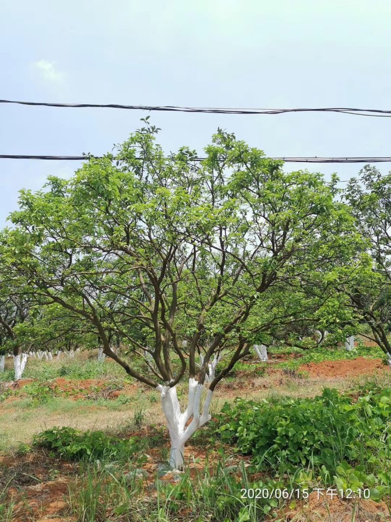 香橼丛生香橼香柚胡柚碰柑橘子树甜橙树香泡树自家苗圃