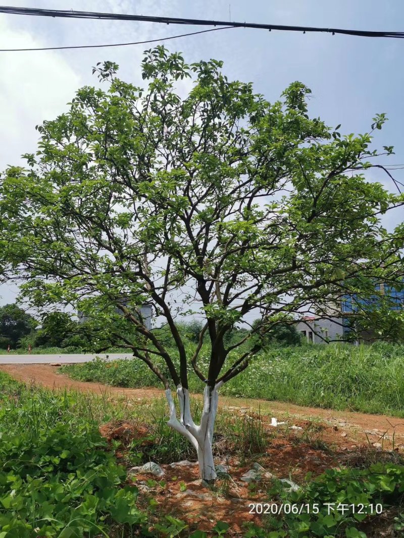 香橼丛生香橼香柚胡柚碰柑橘子树甜橙树香泡树自家苗圃