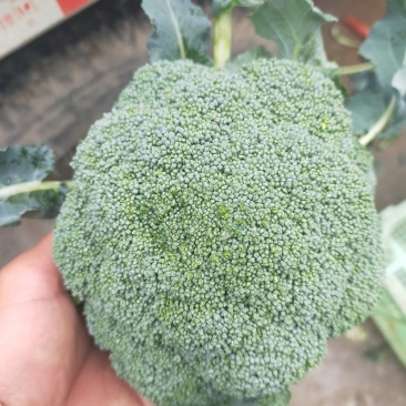 西兰花大量有货，一手货源，产地直销需要的老板联系我！