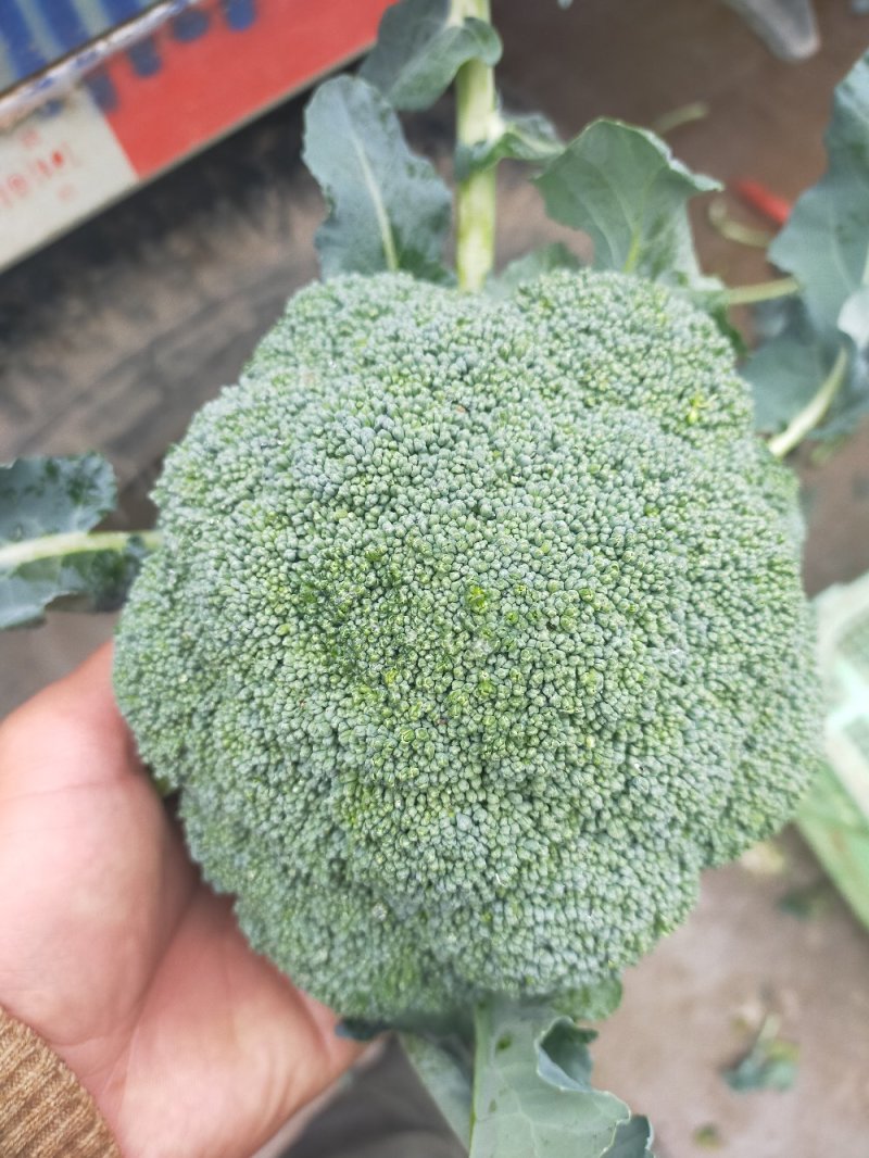 西兰花大量有货，一手货源，产地直销需要的老板联系我！