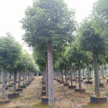 袋苗香樟15-20容器香樟丛生多杆香樟骨架移植香樟