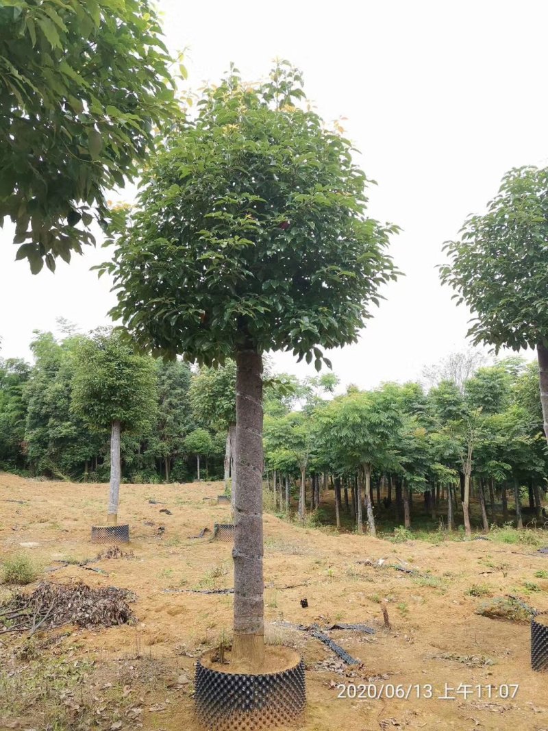 袋苗香樟15-20容器香樟丛生多杆香樟骨架移植香樟