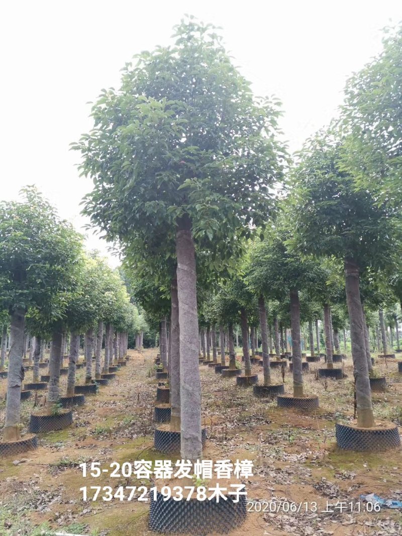 袋苗香樟15-20容器香樟丛生多杆香樟骨架移植香樟