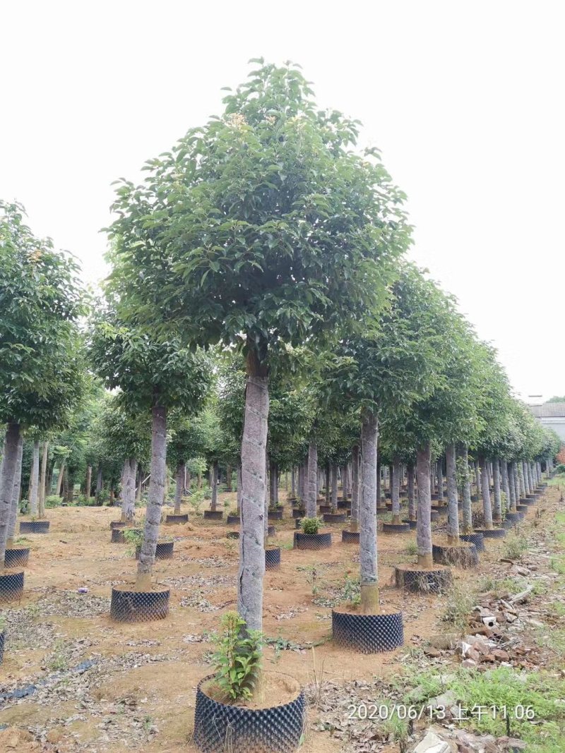 袋苗香樟15-20容器香樟丛生多杆香樟骨架移植香樟