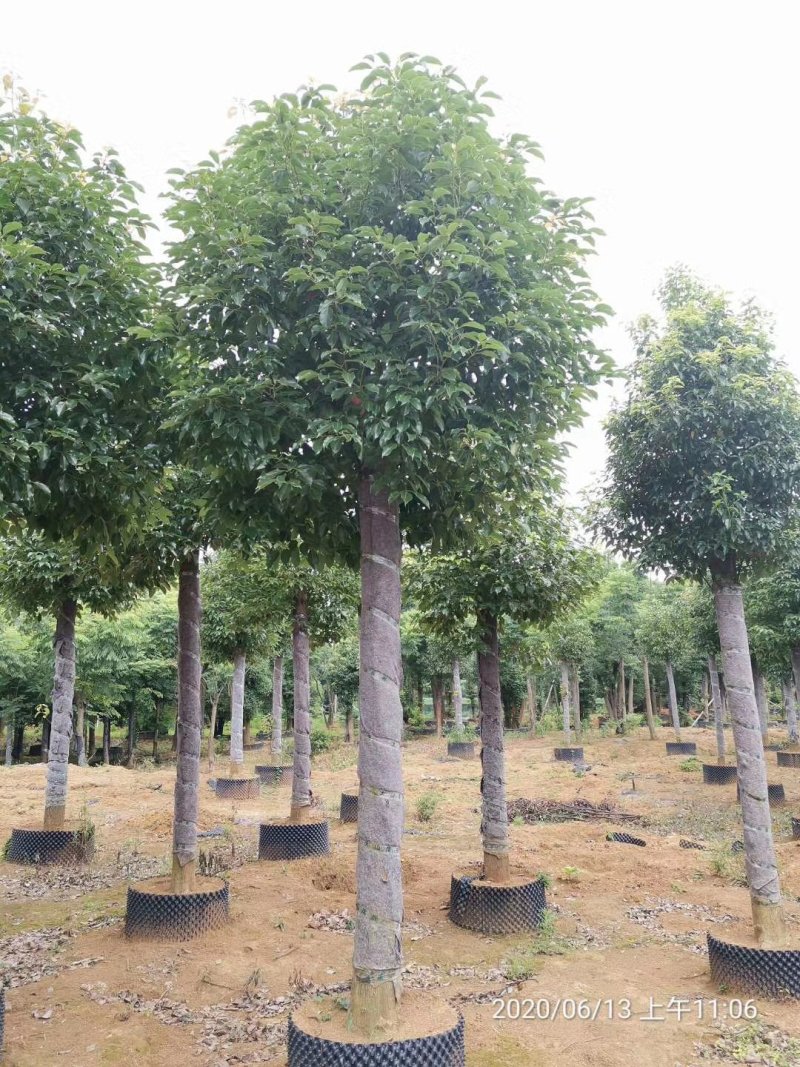 袋苗香樟15-20容器香樟丛生多杆香樟骨架移植香樟