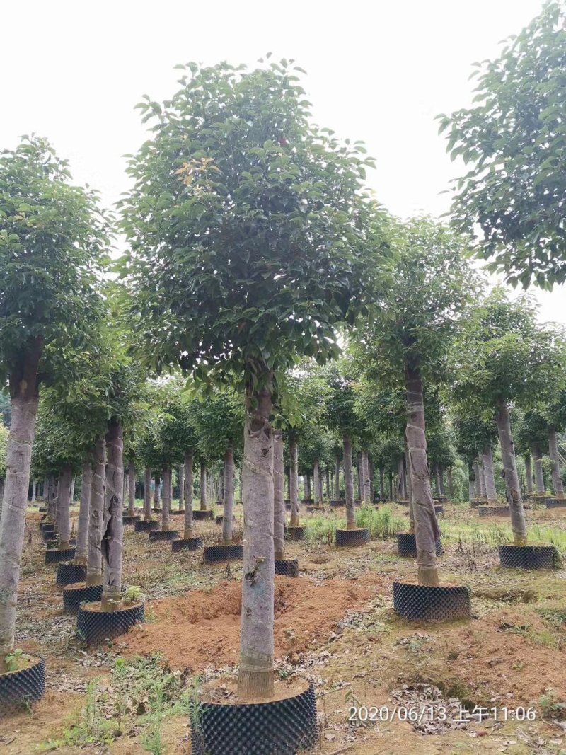 袋苗香樟15-20容器香樟丛生多杆香樟骨架移植香樟