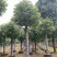 袋苗香樟15-20容器香樟丛生多杆香樟骨架移植香樟