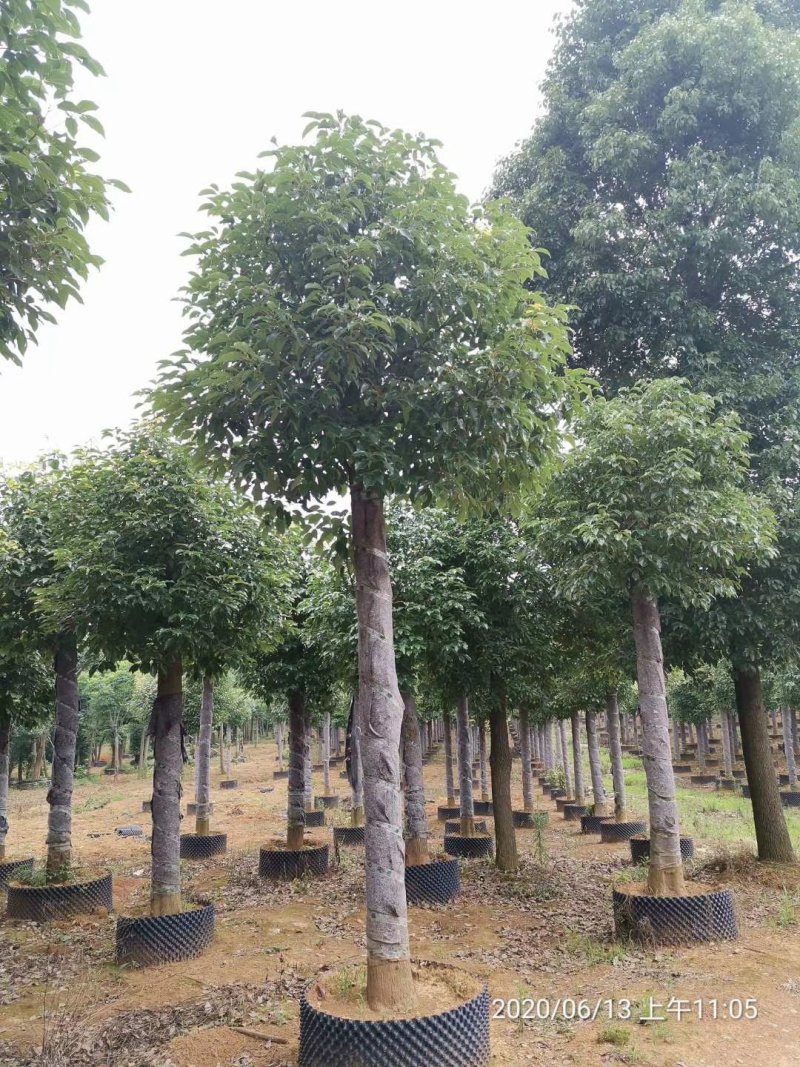 袋苗香樟15-20容器香樟丛生多杆香樟骨架移植香樟