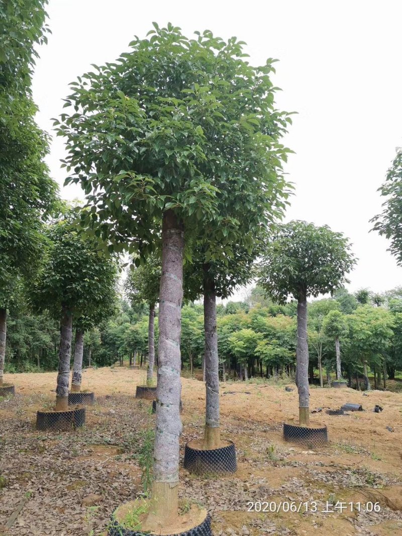 袋苗香樟15-20容器香樟丛生多杆香樟骨架移植香樟