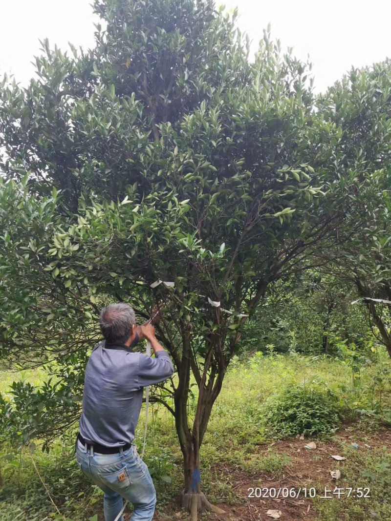 碰柑橘子树胡柚树丛生香泡香橼一手农户货源