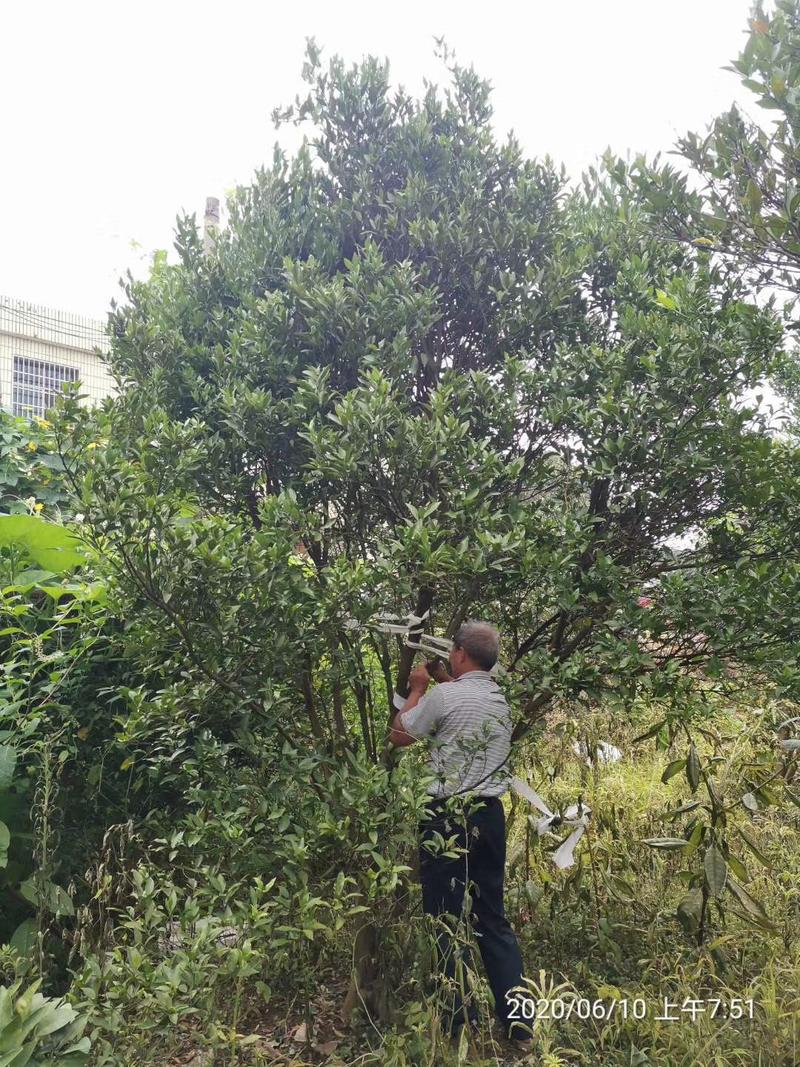 碰柑橘子树胡柚树丛生香泡香橼一手农户货源