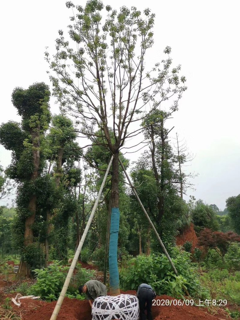 20容器全冠香樟假植袋苗湖南益阳沐子苗木