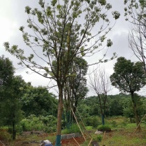 20容器全冠香樟假植袋苗湖南益阳沐子苗木
