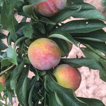 李子，八宝丹，小宝石上市，欢迎骚扰