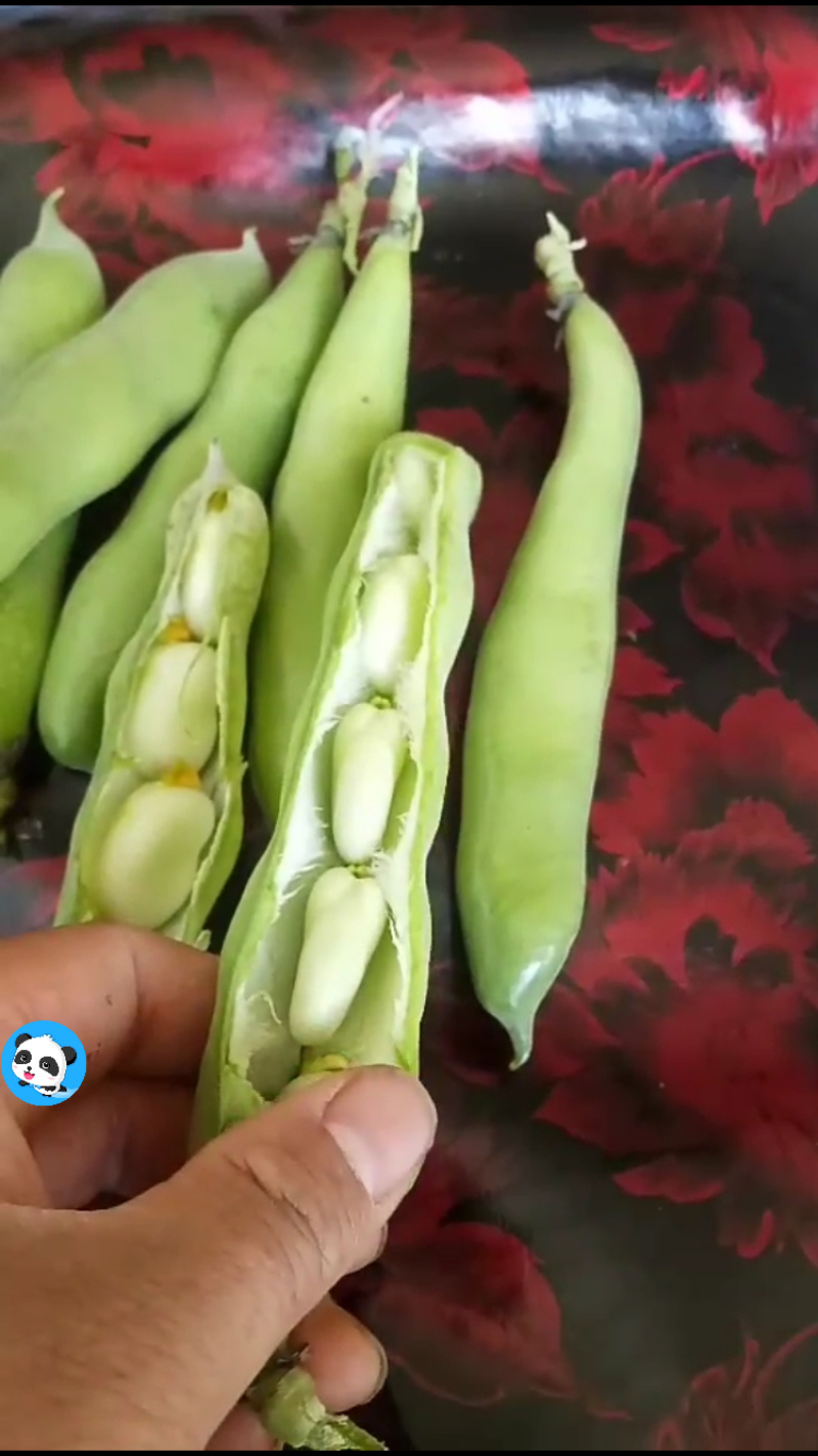 大豆角