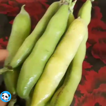 大豆角