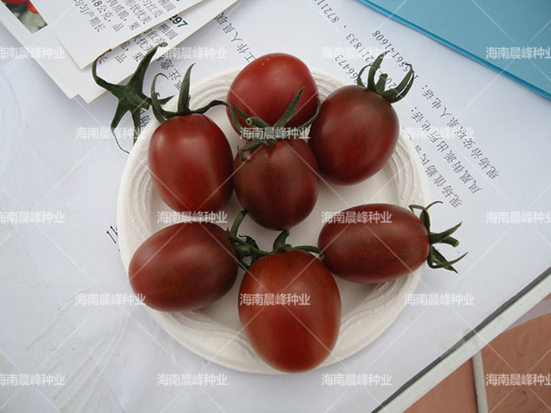 紫色圣女果种子，黑色番茄种子，硬度好产量高，品质保障