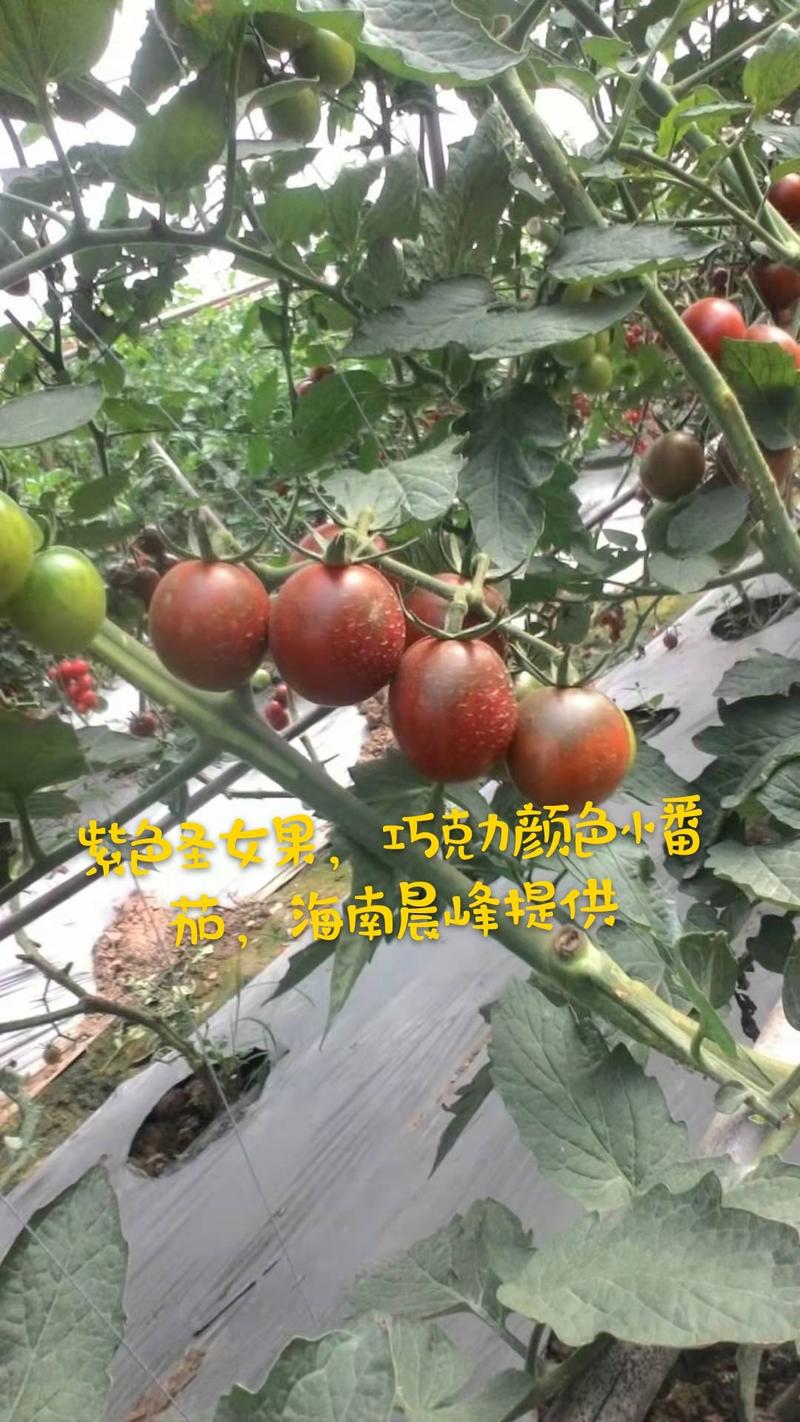 紫色圣女果种子，黑色番茄种子，硬度好产量高，品质保障