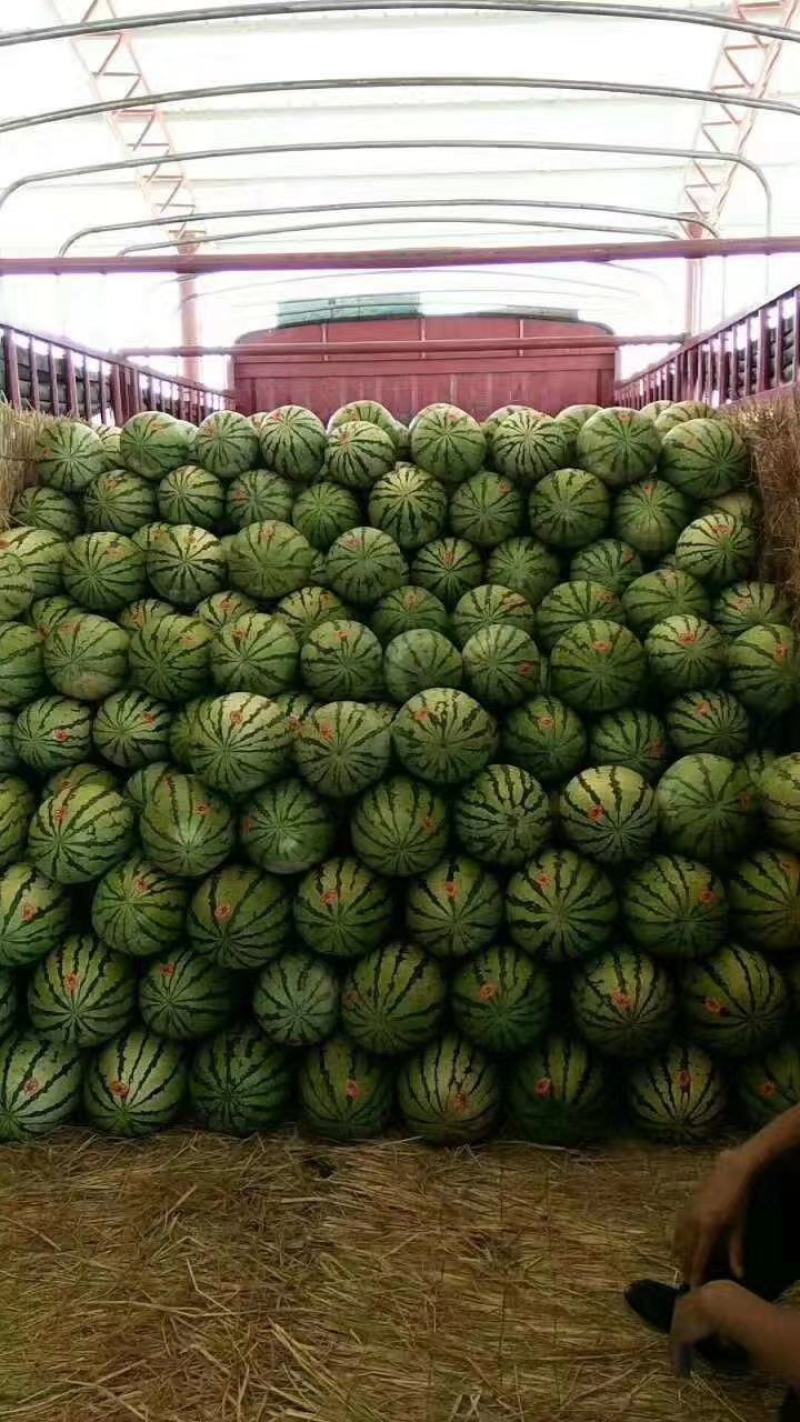 甘肃大漠西瓜，石缝西瓜双红金城头茬瓜，全国接单发货