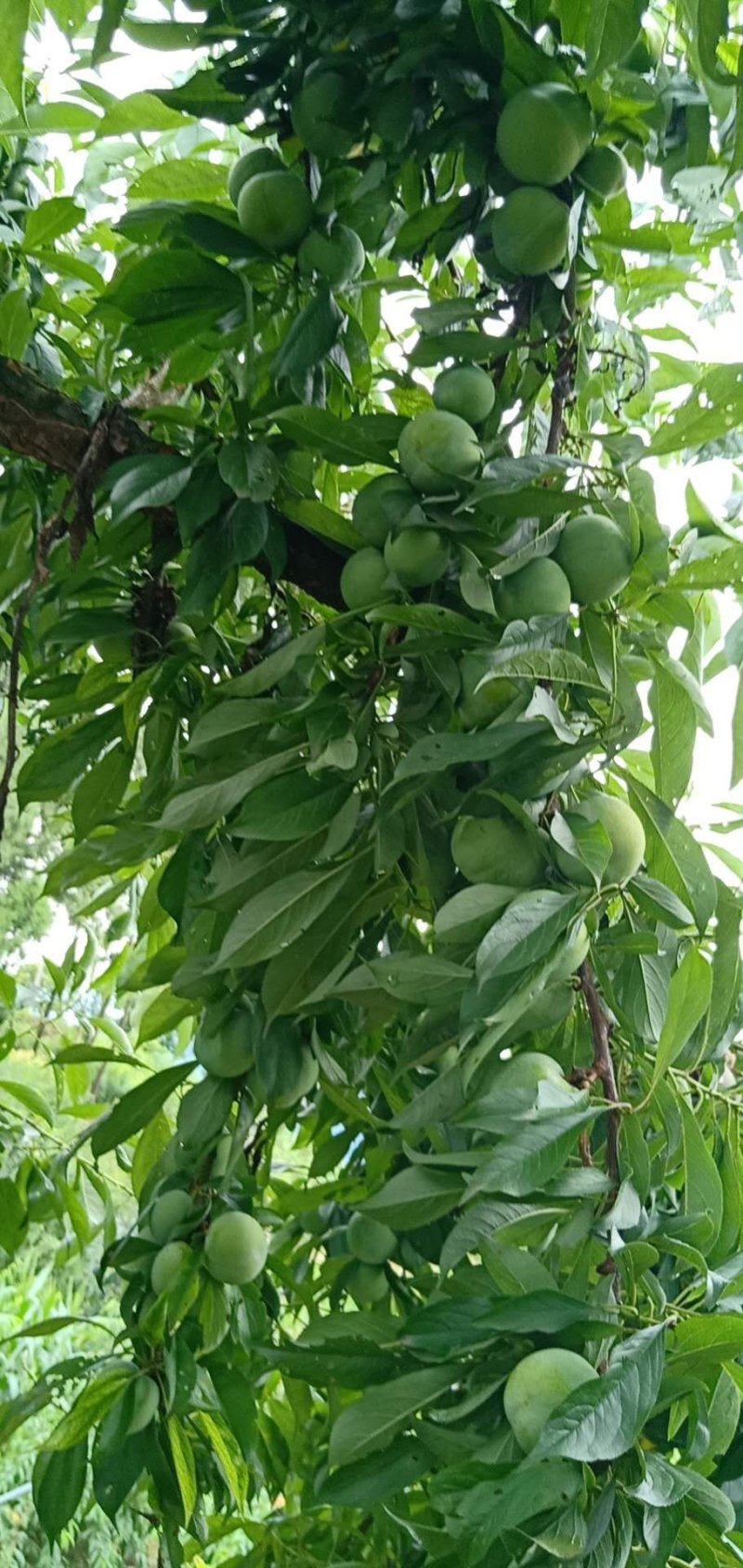 巫山脆李空心李味甜汁多，离核化渣产地批发大量供