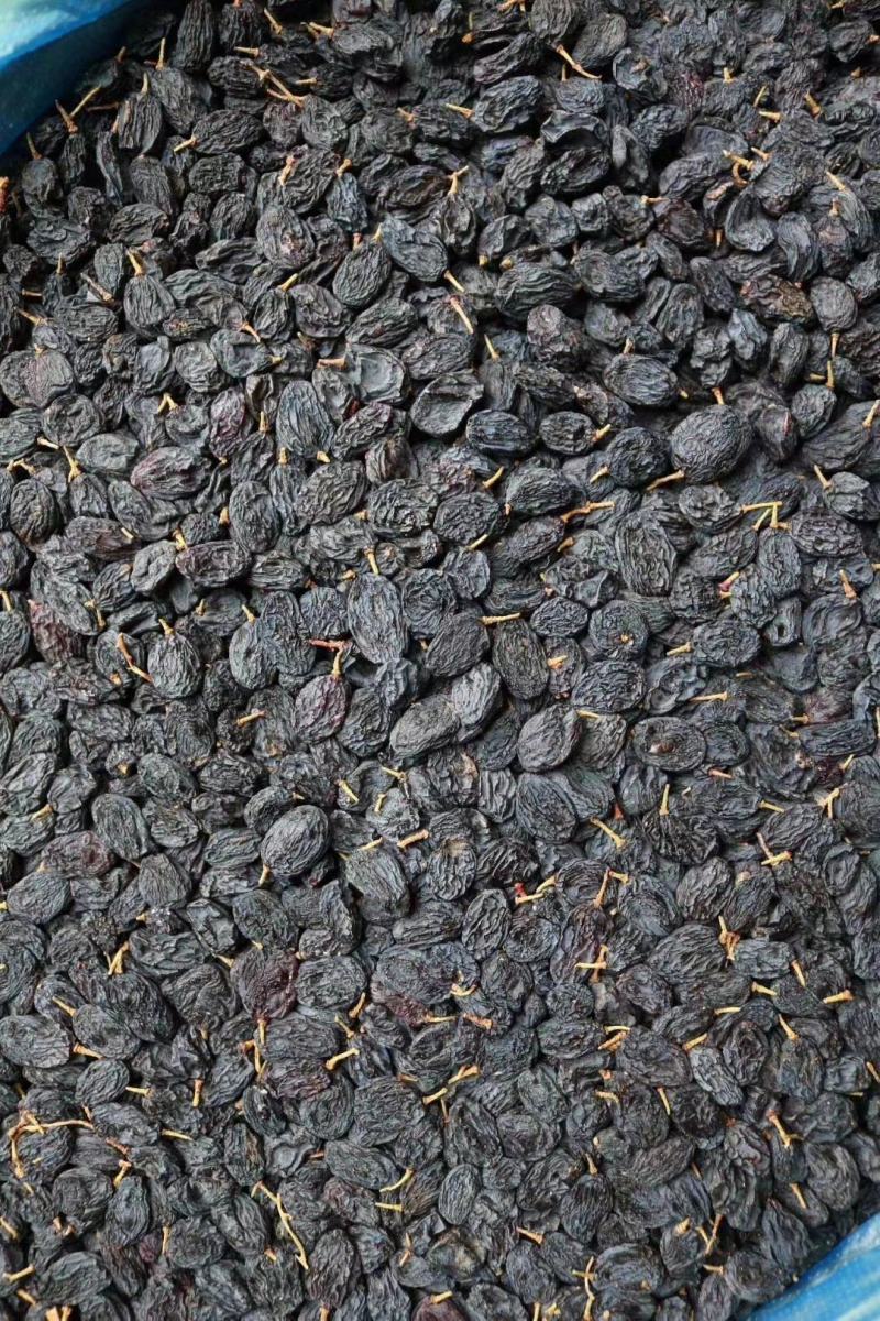 广州人黑加仑薄皮口感好足干新鲜货不满意可退