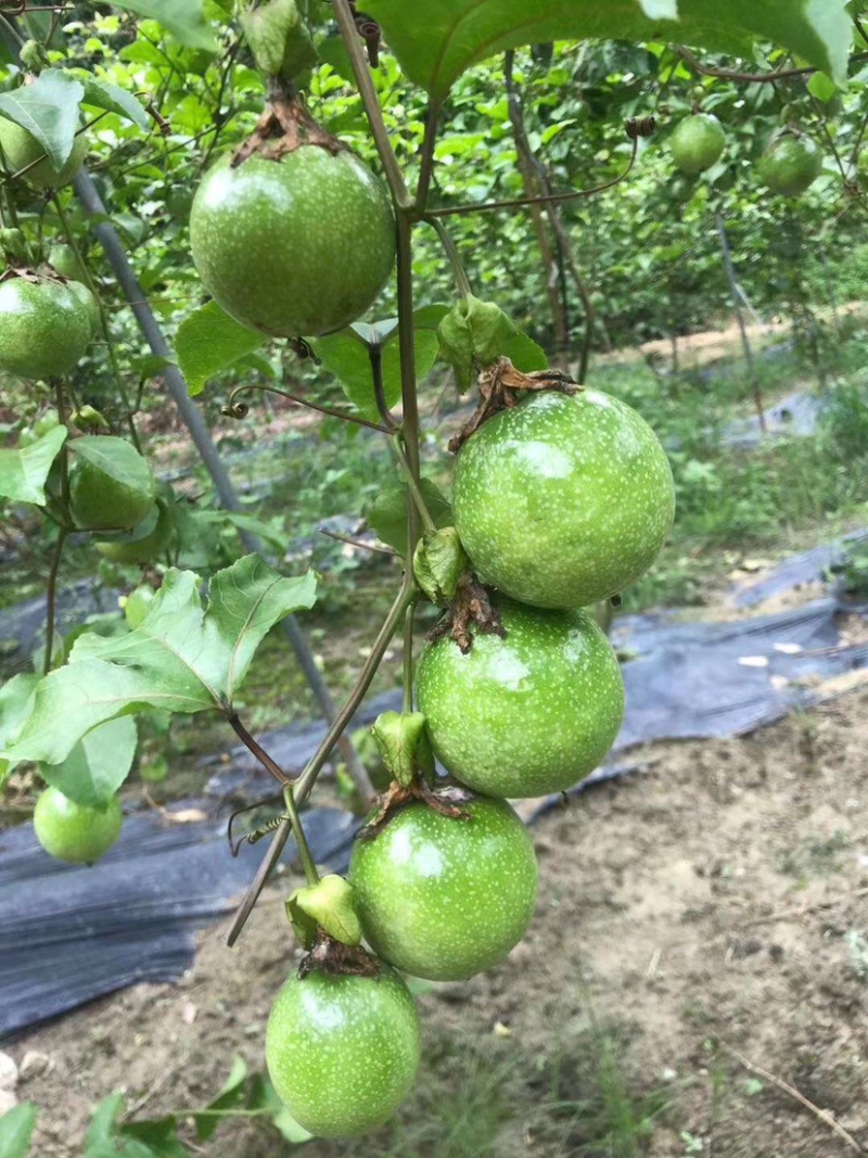 （一件代发）黄金果，纯甜，芭乐味，大量新鲜现货供应