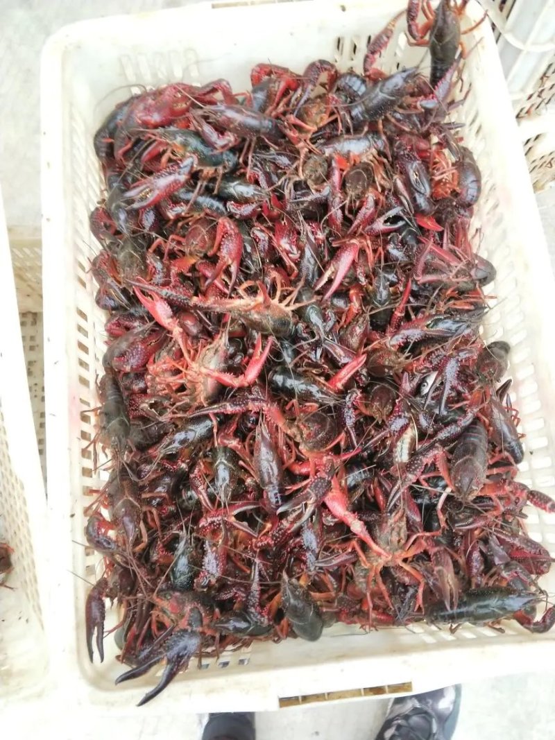 （优质）小龙虾湖北小龙虾456克氏原螯虾供应一级市场