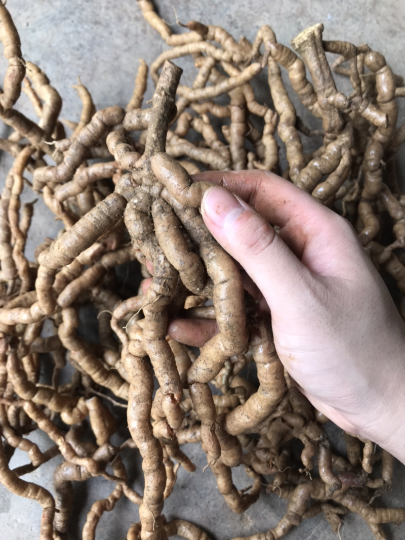 【精品巴戟天】新鲜精品紫肉老巴戟天大量批发