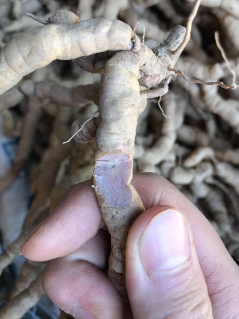 【精品巴戟天】新鲜精品紫肉老巴戟天大量批发