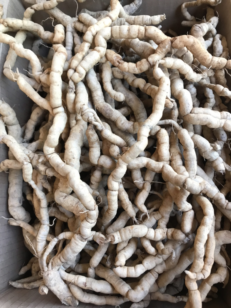 【精品巴戟天】新鲜精品紫肉老巴戟天大量批发