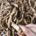 【精品巴戟天】新鲜精品紫肉老巴戟天大量批发