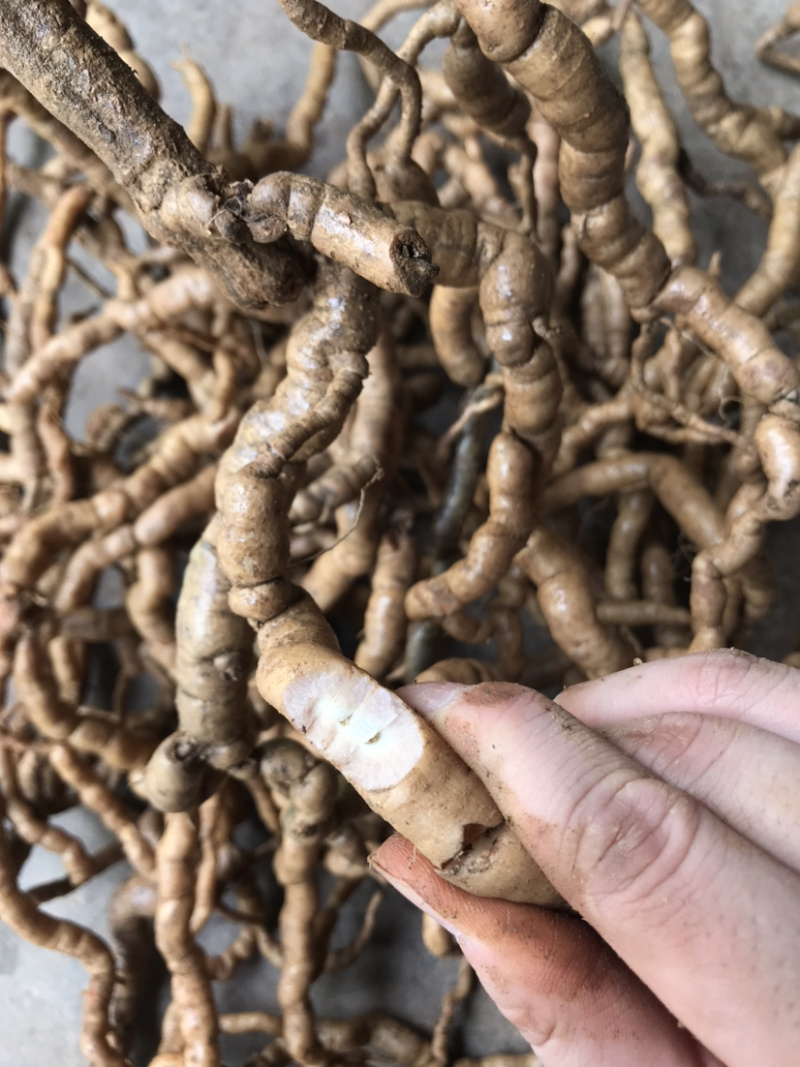 【精品巴戟天】新鲜精品紫肉老巴戟天大量批发