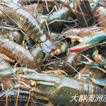 （湖北小龙虾）麻辣龙虾克氏原螯虾青虾，789鲜活养殖