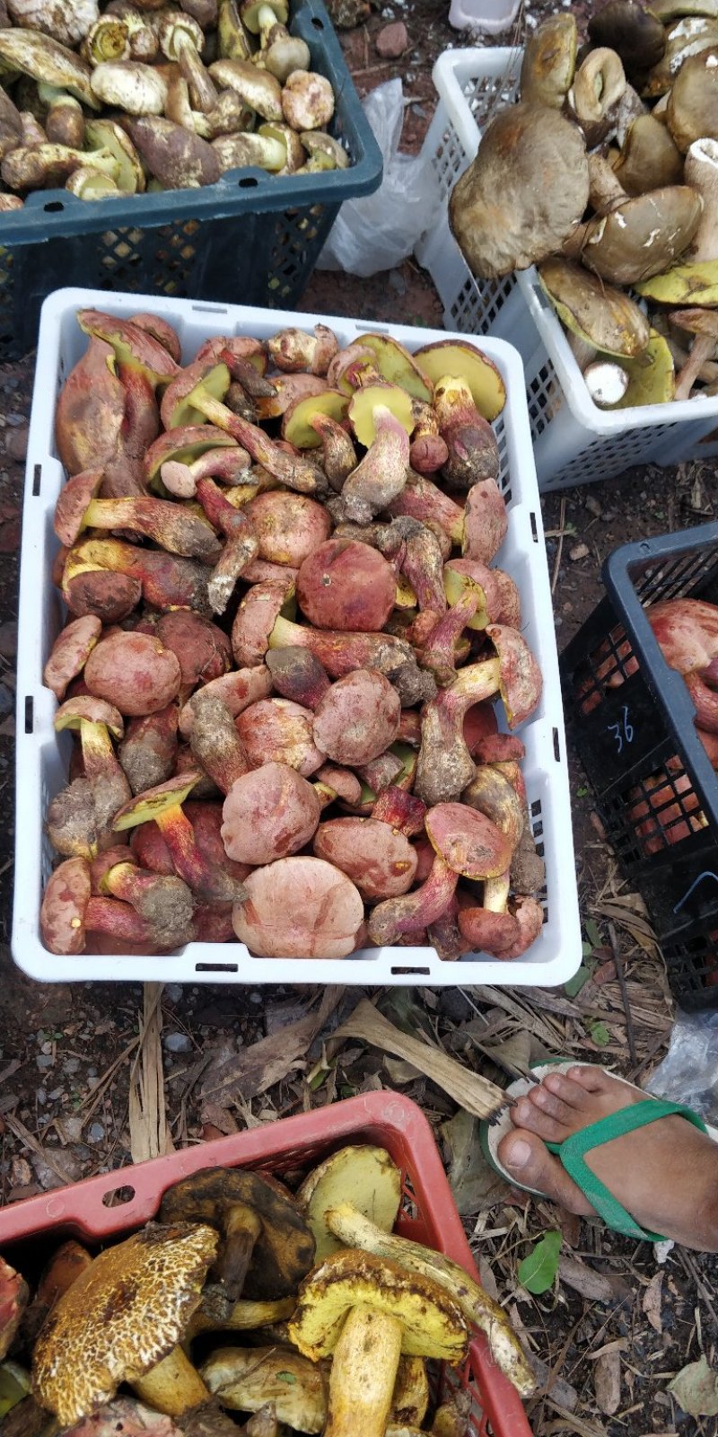 红葱菌，鲜货每年一个季节的野生菌。