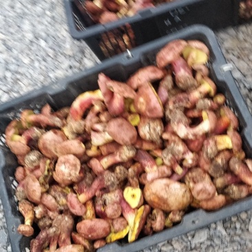 红葱菌，鲜货每年一个季节的野生菌。