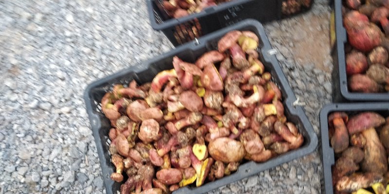 红葱菌，鲜货每年一个季节的野生菌。
