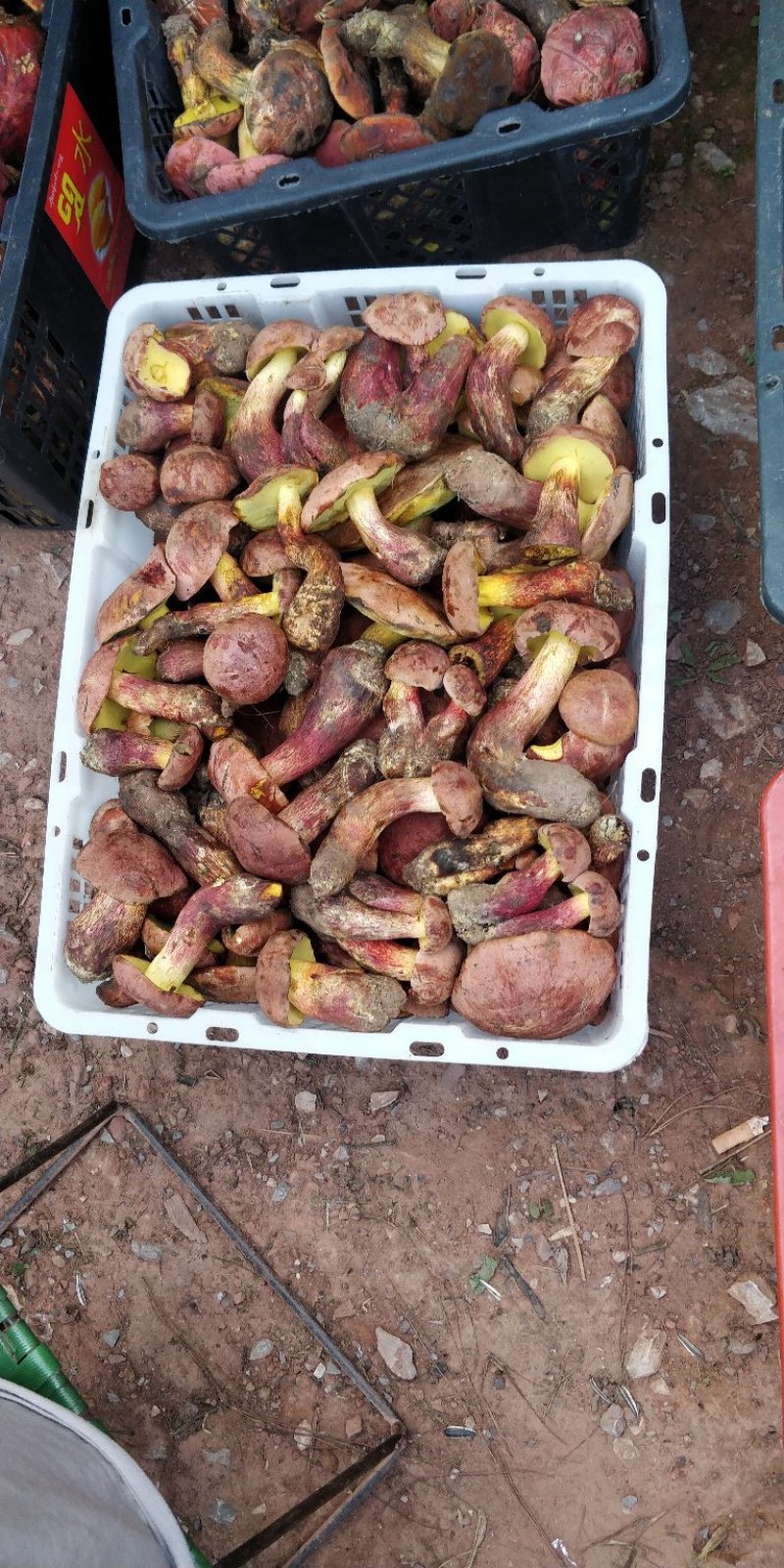 红葱菌，鲜货每年一个季节的野生菌。