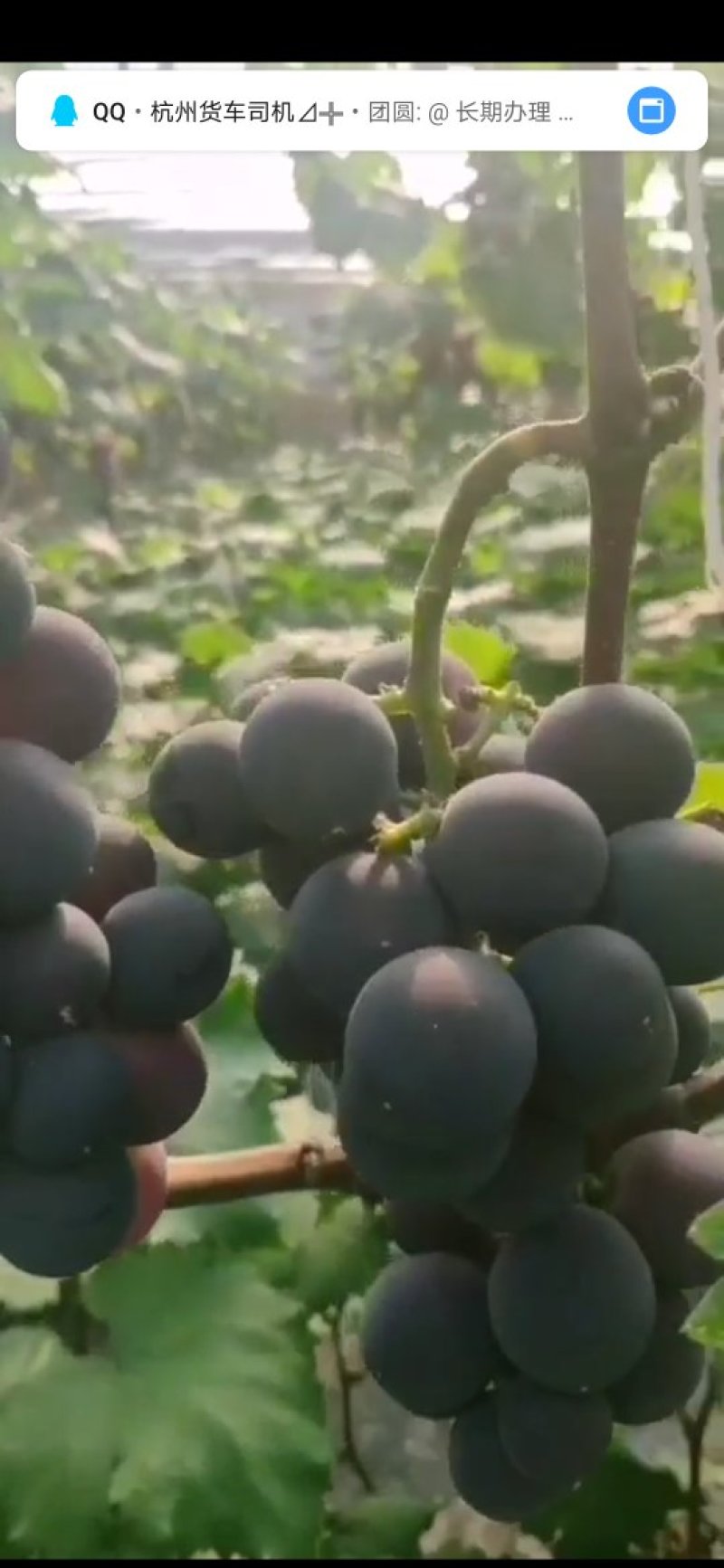 万亩巨峰火热销售