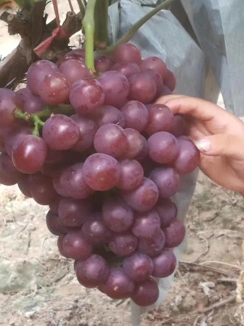 红无核葡萄
