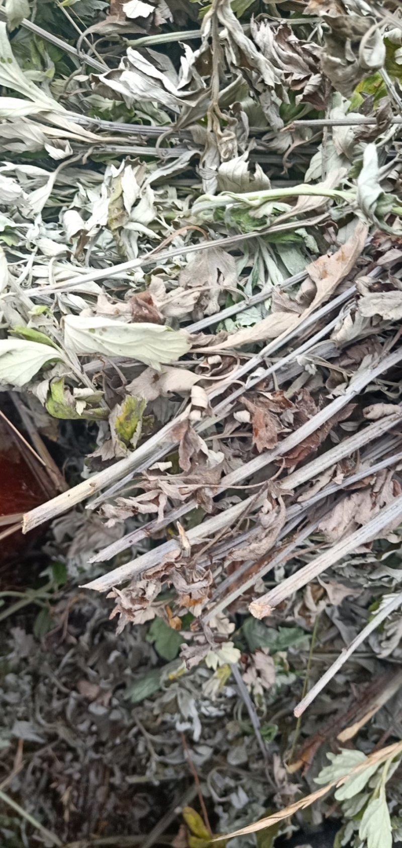 艾草段，足浴，泡澡用