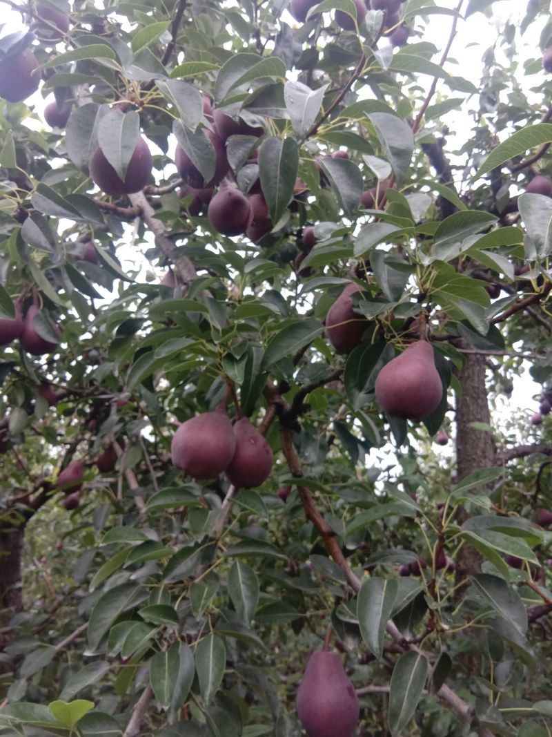 红梨