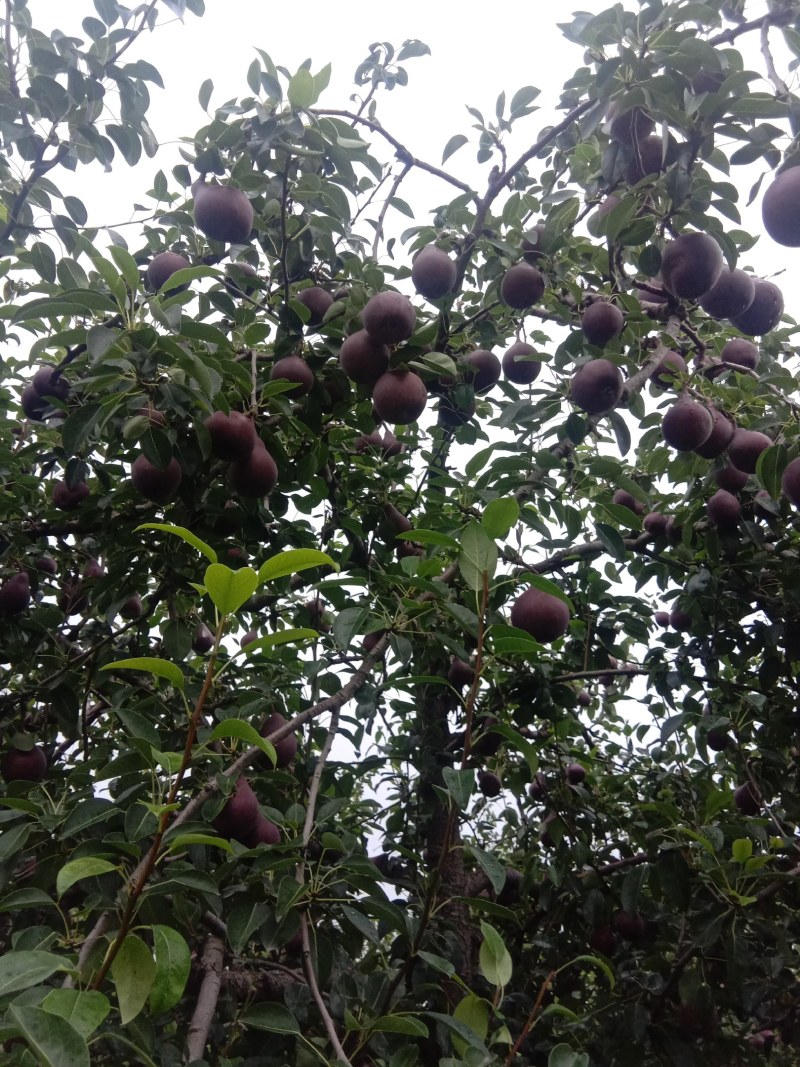 红梨